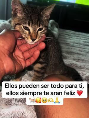 Un gatito o un perrito siempre te daran mucho amor y alegria❤️🐈🫶🥹🙏#gatos #viralvideo #lif #gatuno #gatitos_haciendo_cosas #amor❤️ 