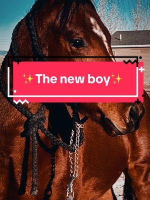 Time to introduce RB One Night Fling aka Player. The new studly at the place✨ #introduce #newhorse #stud #studly #newboy #fyp #horsesoftiktok #barrelhorse #prospect #fypシ #viral #followers➕ 