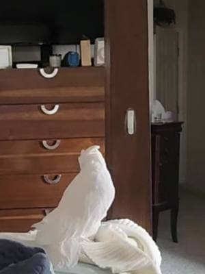 fascination with the command hook part 1 (a study in animal intelligence) #problemsolving #banditthecockatoo #parrotsoftiktok #talkingparrot #cockatoo #umbrellacockatoosoftiktok #umbrellacockatoo #talkingbird #parrot #attitude #personality #intelligence #animalbehavior #intelligent #problemsolving #learning #usingtools #animalsusingtools #commandhook #toy #rattle #hangitup #determined 