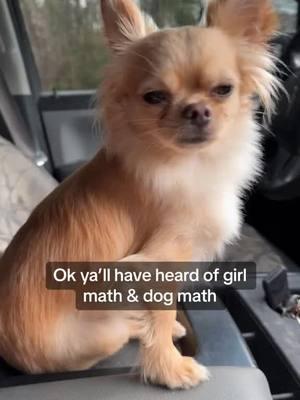 #onthisday 🫶 #dogsoftiktok #fyp #petcomedy #PetsOfTikTok #chichi #longhairchihuahua #funny #chihuahua 