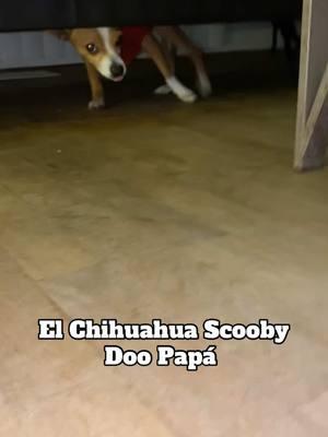 Esta perron🤣 #fyp #explore #scoobydoopapa #chihuahua #chihuahuastiktok #funnyvideo #dogsoftiktok 