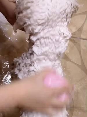 🐾🛁Pamper your pet with this awesome Pet Bath Brush! 🐶🐱 Say goodbye to messy baths and hello to a gentle, effective cleaning experience. 🧼💦 Ideal for shedding, massaging, and making bath time fun! 🎉 Treat your furry friend to a spa day at home—order now and make bath time easier than ever! 🛒 #PetCare #BathTimeFun #PetBrush #DogGrooming #CatCare #PetLovers #FurLife #PamperedPets #PetHygiene #happypets 