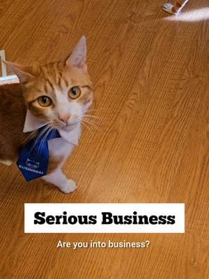 You can find the calendars in the bizlinks. Happy holidays! Get back to BUSINESS #businesscats #talkingcat #funnycat #cutecat #lobsterdoug #voiceover #christmas #holiday