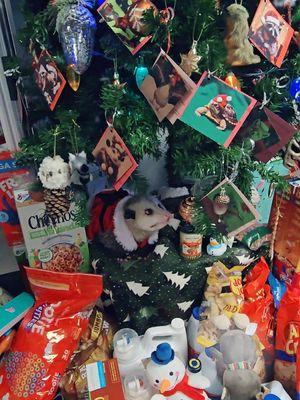 Miss Blue Belle said to bring snackies to our Wild Things Freedom Center Angel Tree 🎅🎄 wildthingsfc.org #wildlife #wildliferescue #wildliferehab #animalsoftiktok #wildanimals #wildanimalsoftiktok #christmas #christmas2024 #holidaycountdown #holiday #opossumsoftiktok #opossumlove #opossumtok #opossums #opossumtiktok #🎄 #🎄❄️🎁🎅 #🎅 #sc #mbsc #southcarolina #myrtlebeach #foryou #foryoupage #foryourpage #foryou #fyp 