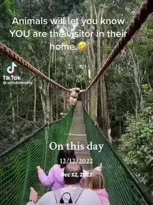 #onthisday How would you like it if strangers busted into you house to look at you?🤣#animalvideos #crazyvideos #monkeysoftiktok #monkey #fyp #wellpreservedwoman #wellpreservedwoman50 #thewellpreservedwoman 