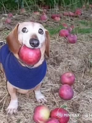 #dogwithapple #dogapple #dog #apple #appledogoriginal #dogwithappleinmouthtrend #christmas #merrychristmas 