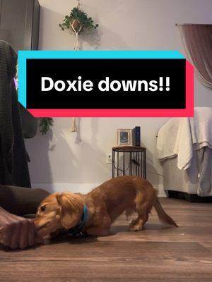 One of my highly asked questions by my daschund owners is how do i teach down ?  #down #downwarddog #dachshund #doxie #DogTraining #dogtrainingtips #doxiemom 