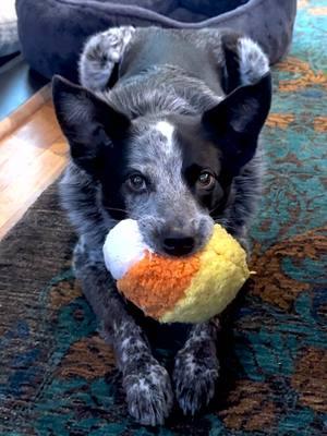 “My name is Moses and I’m a sqeakaholic.” #dogs #Love #animals #rescue #goodestboy #partdingo #heelermix #💞🐶