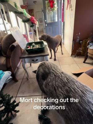 Mort is a bull in a china shop#tiktok #Love #musically #memes #follow #like #viral #trending #funny #music #video#Qcomedy #dance #cute #explorepage #wallacewahog #warthog #pets #animals #nature #Love #community #friends#rescueanimals#harmony#sanctuary#SafariLife#NatureVibes#WildlifePhotagraphy#AnimalKingdom#WildlifeWatch#SavannahSights#TikTokWildlife#AnimalRescue#rescueanimals#AnimalHeroes#SaveALife#AnimalWelfare#TikTokRescue#AnimalTherapy#TherapyAnimals#EmotionalSupportAnimal#PetTherapy#AnimalAssistedTherapy#TherapyPets#HealingWithAnimals#ComfortAnimals#AnimalLove#MentalHealthSupport#PetLove#Nonprofit#Charity#CommunityServive#SocialImpact#VolunteerWork#Humanitarian#Philanthropy #MakeADifference