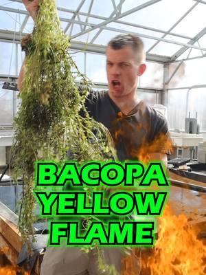 MONSTER BACOPA YELLOW FLAME 🔥 This is a pet plant and was growing in the Goldfish basin that we just let go. It's now moving to the Tinfoil Barb Tank! What are your thoughts? Grab yourself some of this FIRE aquarium plant while we have it in stock! Shop Now! TANK ON! 👇👇👇 https://dustinsfishtanks.com/products/bacopa-caroliniana-yellow-flame #aquarium #aquariums #aquascape #aquascaping #aquariumplants #scape #fishtank #freshwateraquarium #plants #plantlife #planted #plantedtank #plantedaquarium #aquascape #aquaticplants