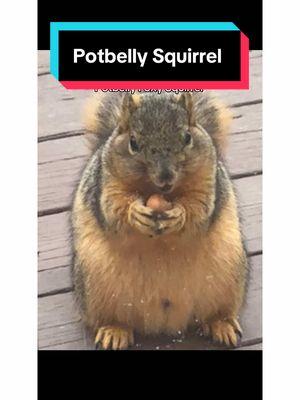 Squirrel Chronicles:  Episode 47 !  Potbelly Squirrels #shapoppinwithshannon #squirrels #squirrelsoftiktok #squirreltok #wildlife #nature #storytime #squirrelchronicles #fypシ #furryfriends #animals #animalsoftiktok #GOMP #mypetsquirrel #squirrel #squirrelgang🐿 #squirrellife #furbaby #samuel #samuelj #mysquirrel #mypetsquirrel #squirrelsoftiktok #squirrels #squirreltok 