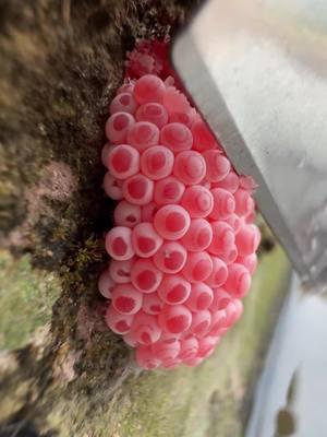 Apple snail eggs, easily recognizable by their bright pink or orange color, are laid in clusters above the waterline on plants and other structures. These eggs belong to various species of apple snails, aquatic mollusks that are often found in freshwater habitats. Originating from South America, these snails have been introduced into various ecosystems around the world, sometimes as part of the aquarium trade or for aquatic weed control. The introduction of apple snails into non-native environments can have significant ecological impacts. Their eggs hatch into voracious juveniles that grow quickly and consume vast amounts of vegetation. In ecosystems where they are invasive, apple snails can cause severe damage to aquatic plants, reducing biodiversity and altering habitats. This can lead to negative consequences for other species dependent on these plants for food and shelter, disrupting the entire aquatic food web. Moreover, the robustness of apple snail eggs contributes to the challenge of controlling their populations. The eggs have a unique calcium carbonate layer which protects them from desiccation and makes manual removal difficult. This protective layer ensures high survival rates, facilitating the rapid expansion of their populations in favorable conditions. In summary, while apple snails and their eggs can play a role in their native ecosystems, their presence in non-native areas is often problematic, leading to significant ecological disruptions and challenges in management and control. Crushing apple snail eggs is like crushing chicken eggs. It's not animal abuse because the eggs are not animals.  #AppleSnails #InvasiveSpecies #EcosystemDamage #AquaticPlants #BiodiversityLoss #EnvironmentalImpact #NatureConservation #AquaticInvasives #HabitatDisruption #WildlifeProtection #AppleSnailInvasion #EcoWarrior #SnailProblem #NatureAlert #SaveOurWaters #EcoCrisis #InvasiveAlert #ConservationTok #WildlifeRescue #EcoTips #SnailEggCrush #StopInvasives #EcoControl #InvasiveSpeciesFight #CrushInvasion #NatureDefense #HabitatProtectors #EggBusting #EcosystemWarriors #InvasiveCrunch #asmrnature #EggCrushASMR #SatisfyingCrunch #NatureASMR #EcoASMR #InvasiveASMR #RelaxingCrush #ASMRCommunity #soothingsounds #fyp #foryou #foryoupage #satisfying #satisfyingvideo #relax #relaxing #relaxingvideos #interesting #entertaining #invasivespecies #applesnail #applesnaileggs #snaileggs #snaileggcrushing #eggs #asmr #asmrvideo #asmrsounds #asmrtiktoks #asmrsound #asmrtiktok #nature #crush #crushing #crushingasmr #crunchy #crunchysounds #crunchyasmr #notanimalabuse #1minuteasmr #asmr1minute 