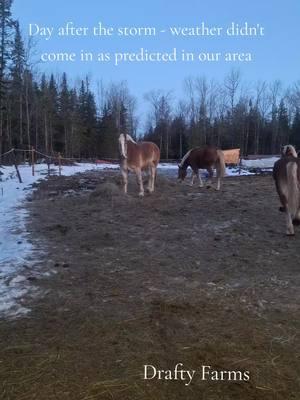 we were supposed to get a huge rain and wind Strom, with winds up to 60 mph.  we did not get that, we didn't lose power, we did pretty good.#winter #207 #drafthorse #barnlife #farmlife #draftyfarms #hobbyfarm #bestfriend #blessed #BIGs #belgiandrafthorse #belgians #littles 