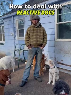 Introducing a reactive dog to our 20 dog pack 🐕 #DogTraining #dogtrainingtips #puppytraining #doglover #packleader #dogobedience #dogsonadventures #doglover #dogtrainingadvice #dogtrainer #dogbehavior #puppytraining #reactivedog #fyp