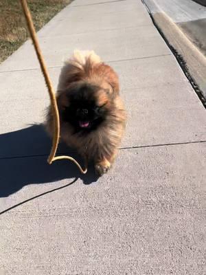 PRETTY PEKE WALK #dogsoftiktok #pekingese #pekingeseoftiktok 