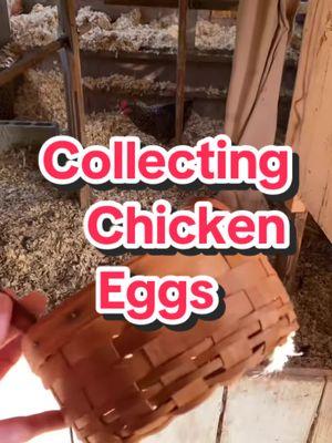 Collecting eggs From the chicken coop🐓🥚🥰  @Meyer Hatchery  #eggs #chickencoop #chickens #backyardchickens #mhambassador 