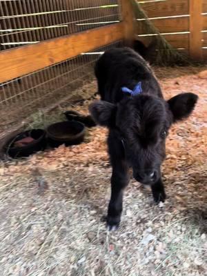 🖤❤️Introducing Hamish ❤️🖤 #minicow #minicows #highlandcow #fluffycow #babycow #cowlover #cow #fyp #calves #viralanimals #microcow #cuteanimals #babycalf #cowsoftiktok #calvesoftiktok 