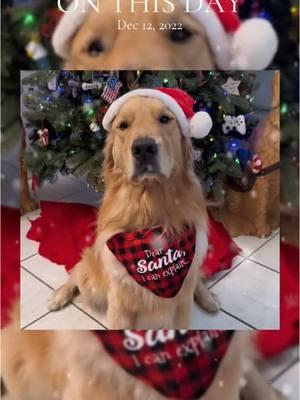 #onthisday #foryou #viralvideo #viral #christmastiktok #tiktokshopcybermonday #tistheseason #follownegan #neganthetherapydog #thisdog #tiktok #christmas #tiktokmademebuyit #dayinmylife #cutenessoverloaded #themostwonderfultimeoftheyear 