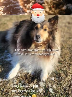 #CapCut I might try again #shetlandsheepdog #shelties #dogs #followingfeather #fieldofdreams #christmas #Christmastrees 