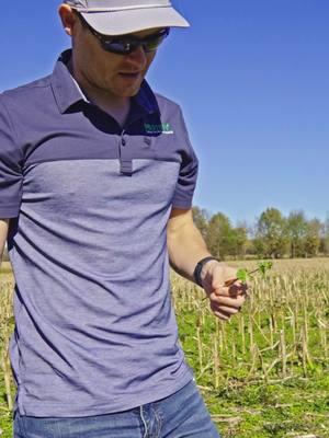 Purple Dead Nettle ☠️ — a species of the mint family that can take over your fields and drain valuable nutrients from your crops. An absolute bugger. #crophealth #fallburndown #agronomy