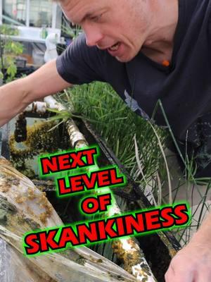 NEXT LEVEL OF SKANKINESS! Check this out! 🤮 What are your thoughts on this? Lol. We love this tank and the Crinum it produces. Happy New Year! TANK ON! #gross #nasty #eww #skank #skankiness #aquarium #aquariums #aquascape #aquascaping #aquariumplants #scape #fishtank #freshwateraquarium #plants #plantlife #planted #plantedtank #plantedaquarium #aquascape #aquaticplants