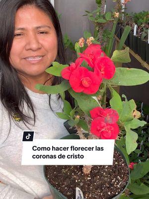 Como hacer florecer las coronas de cristo #plantasdeinterior #coronasdecristo #plantas #ivetsuculentasymas 