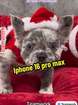 Cuantos Iphones creen que sea?  #teamwork #teamworkmakesthedreamwork #teamworkchallenge #frenchies #iphone #iphone16promax  #iphones #frenchbulldog #fluffyfrenchies #fyp #parati @PVRoofer @Varo022 @Alondrix 