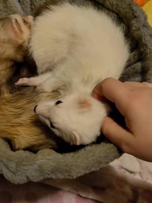 We both aren't morning people! #goodmorning #areyougoingtogetup #wakeywakey #riseandshine #letmesleep #goaway #ferrets #pets #notamorningperson #cuddletime #sleepytime #upallnight #sleepallday 