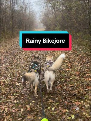 Rainy day bikejore plus some rain asmr #dogs #dogsoftiktok #dogtok #bikejore #bikejoring #mushing #sleddog #sleddogs #siberianhuskies #huskies #huskytok #dogsports #dogsport #sportdog #asmr #rainy #rainasmr 