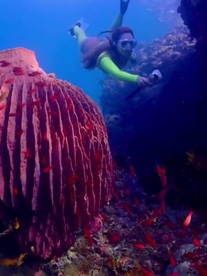 Mermaid explores the gorgeous coral reef in the Philippines😍 The colors under the water, the striking wildlife, and the incredible visibility make this a phenomenal destination for anyone to explore🌊 @GoPro  👙 @SKIMS  #mermaidtiktok #mermaidcore #sirencore #underwaterworld #philippines 