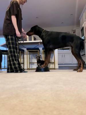 fixing her positional changes and ensuring those front paws do not move❤️‍🔥 can your dog change positions without migrating? #trainforfeef #dobermans_of_tiktok #DogTraining #obedience #dobiesoftiktok #alaska 