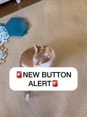 ICYMI: 🥰🥰🥰 #newbuttonalert #catmanjohn #talkingcat 