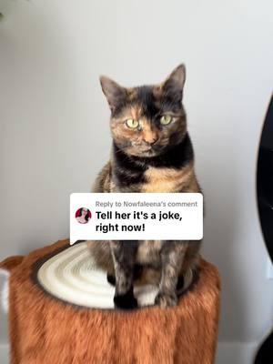 Replying to @Nowfaleena Remi is not impressed with Tiktok’s “I can’t pay the mortgage” trend joke 😆 #sideeye #tortietude #tortie #remi #catmom #icantpaythemortgage #trend 