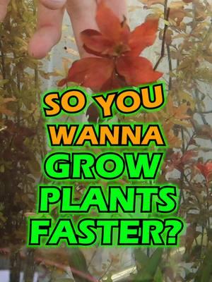 3 TIPS TO GROW PLANTS FASTER! Follow along for the best tips and tricks in the planted aquarium! What are your thoughts on this? TANK ON! #advice #tips #aquarium #aquariums #aquascape #aquascaping #aquariumplants #scape #fishtank #freshwateraquarium #plants #plantlife #planted #plantedtank #plantedaquarium #aquascape #aquaticplants