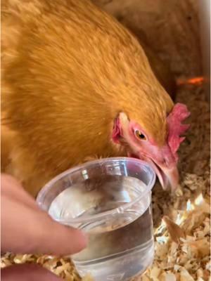 Throwback to day 6! - - - #ethel #etheltok #ethelthechicken #motherhood #motherhoodjourney #chicken #chickens #chickensoftiktok #fyp #cute #sad #interesting #education #educational #learn #farmanimals #farm #share #cuteanimals #broody #broodyhen #hatching #hatchingeggs #hatchday  #incubator #chickentok #share #like #comment #joke #comedy #laugh #probsbitching  