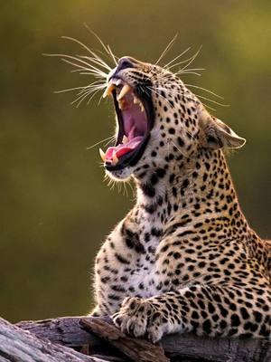 Faulu the Leopard has thin whiskers, so she grows them out super long to hide it and convinces herself nobody will notice. . . . . .#kenya #masaimara #safari  #leopard #bigcats  .@sonyalpha #sonyalpha #sonya1 #sonyalphafemale 