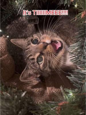 Ya'll know what time it is 🎄😼 #itstime #alliwantforchristmas #christmas #christmascats #christmascatsoftiktok #cats #holidays #breakstuff 