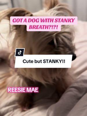 #dogs #dogsoftiktok #doglover #dogmom #dogtok #doglife #badbreath #doggiebreath #badbreathtreatment #reesiemae @Pet Honesty 