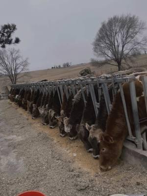 #iowafarmer #farmlife #dairycattle #farmtok #farming 