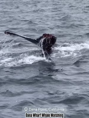 The ocean is ALIVE! Humpback whale in the middle of a Dolphin Stampede, just incredible! Mr. Humpback wanted in on the fun 😉 ✨🐋 . 🎥 @oceanluvr4ever #humpbackwhale  #humpback #doublefluke #fluke #dolphinstampede #dolphinswimming #danapointharbor #danapoint #whalewatching #magicalmigration #nature #ecotourism #naturephotography #visitdanapoint  