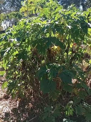 Growing with the land isn’t just farming; it’s building a relationship with nature. When we care for the soil, it cares for us. 🌱✨ #growingwithsoul #permaculturefarm #growyourownfood #fruitforestfarm #permaculture #growyourfood #blackwomenfarmers #fruitforestorganics #soulbotanicalfarms