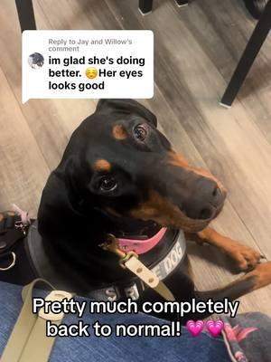 Replying to @Jay and Willow Yes!!! Im so hapoy with how she healed. She does get a but red when ger eye starts to get dry but that just means she needs her eyedrops. I couldn’t have asked for her to heal up any better 💗💗 #dogs #willowtheservicedobie #dobermanpinscher #dobermansoftiktok 