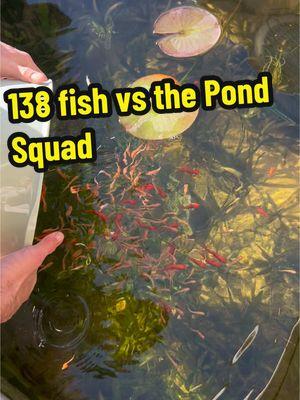 Fresh sushi🍣 100 rosy minnows and 40 Goldfish! #billthebass #petbass #fishing  #fish #aquarium #bass #smallmouth#fishtok #fishtank #redneck #pet #fyp #Outdoors #largemouthbass #bassfishing #oldrow #fypシ゚viral #oldrowoutdoors #Outdoors #lake #sunfish #goldfish #hygger #petfish #sunfish #sunny #bluegill #goldfish #minnow