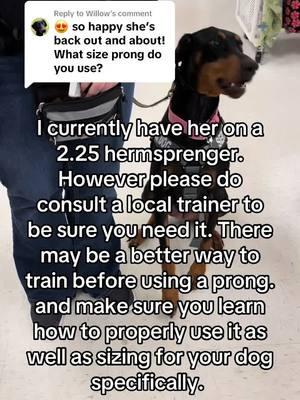 Replying to @Willow I dont ever recommend a prong right off the bat. If you are thinking that a prong may be the solution to your problem consult a local trainer, they would better be able to help you with sizing and how to use it with uour dog specificly.  There is differing opinions on sizing.  Some trainers dont think the 2.5mm is suitable for dogs over a certain weight while others think it works well for most dogs.  #dogs #dobermanpinscher #willowtheservicedobie #hermsprengerprongcollar #prongcollareducation 