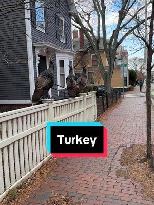 #turkey #massachusetts #cambridge #boston 