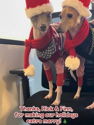 Our eleves stopped by for a little holiday decorating...🎄🐾 #holidayvibes #officetok #italiangreyhound #holidaydogs