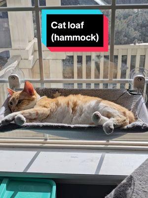 good for large cats.  I have 2 myself  #cats #zoomies #mademyyear #catparents #furbaby #pets #catloaf #hammock #catsoftiktok 