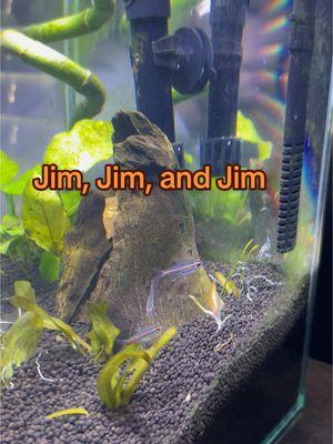 Jim, Jim, and Jim.  #beta #tetra #glowlight #shore #aquarium #aquascape #yoyo #loach #meme #fish #fishtank #fishtok 