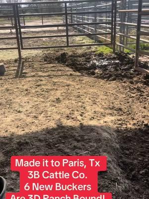 Pretty Boys 🤠🐂❤️#ranchlife #roughstockwearco #buckingbulls #bullriding #texas #smalltownliving #roughstocklife #westerninfluencer #rodeolife #countryliving #bullriders #viral #bossbabe #roughstockwife #paristx 