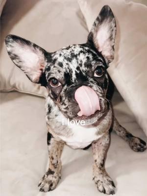 Baby Saint🐾  #frenchiesoftiktok #frenchbulldog #frenchiemom #frenchiepuppy #socute #merle #merrychristmas #puppy #Love #imjustababy #losangeles #fyp 